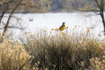 Meadowlark sings while perched on a shrub in Colorado