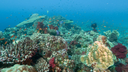 Naklejka na ściany i meble hard and soft coral at rainbow reef on the somosomo strait