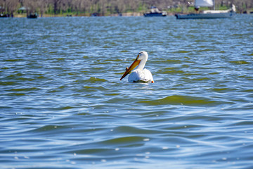 American White Pelican swimming on lake