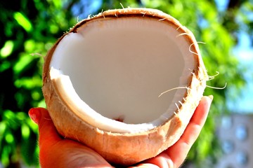Open coconut with white appetizing pulp in hand on a background of tropical greenery