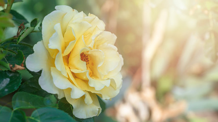 beautiful yellow rose on bush in garden. close-up flower against background of sunset.