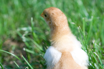 Close up shot of a small chick on green background