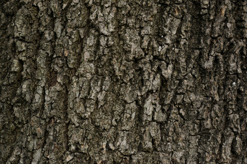 Fototapeta premium Textura de corteza de un árbol viejo