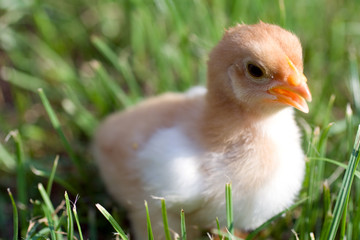 Close up shot of a small chick on green background