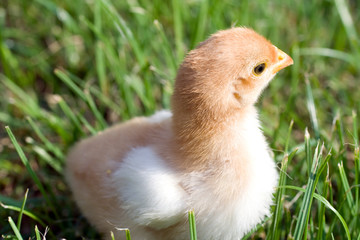 Close up shot of a small chick on green background