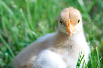 Close up shot of a small chick on green background