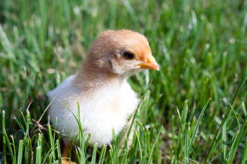 Close up shot of a small chick on green background