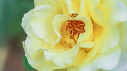 beautiful yellow rose on bush in garden. close-up flower against background of sunset.