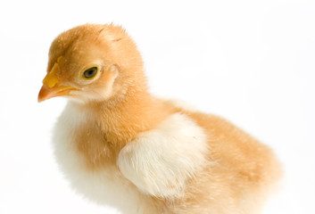 Close up shot of a small chick isolated on background