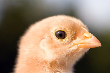 Close up shot of a small chick on green background