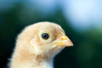 Close up shot of a small chick on green background
