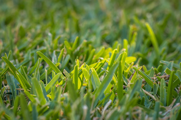 Green Grass can be found in Central America all year around