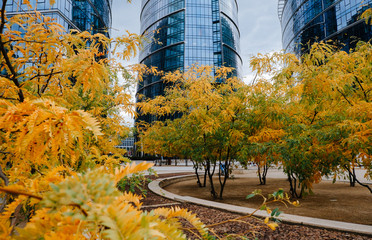 Autumn Acacia Tree in city square