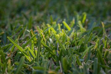 A healthy grass with that green color giving a fresh look