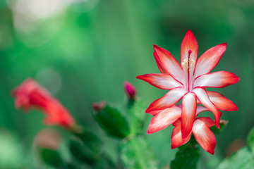 Closeup Schlumbergera red flowers or Christmas cactus are flowering on succulent plant in tropical garden