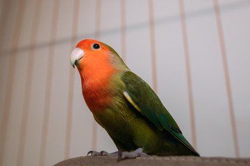 Freddie el agaporni rosseicolis