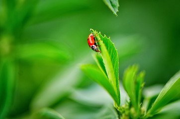 Ladybug on clover plant produced with organic fertilizer