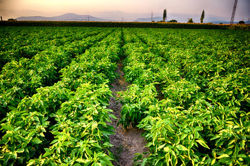 Pepper field. Wide Angle