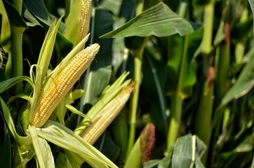 Corn field. Close-up 