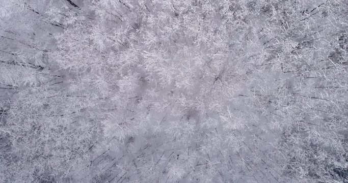 Aerial top down view of wood tree tops covered with snow. Winter season