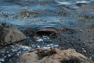 Saltwater with seaweed and foam
