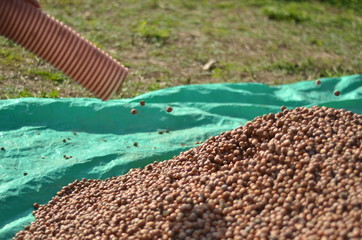 Nuts in the trees are collected in one place by machine
