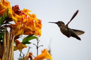 Vuelo libre © Roberto