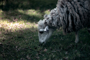 oveja en el pasto 