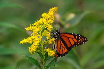Monarch Butterfly nectaring on a goldenrod flower. 