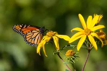 Monarch Butterfly nectaring on a woodland sunflower. 