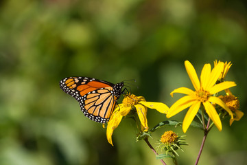 Obraz na płótnie Canvas Monarch Butterfly nectaring on a woodland sunflower. 