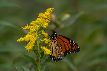 Monarch Butterfly nectaring on a goldenrod flower. 