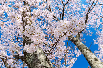 日本の春　桜満開