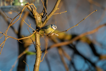 Eurasian blue tit Perched in a Tree	