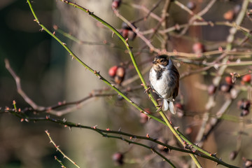 Reed Bunting Perched in a Tree
