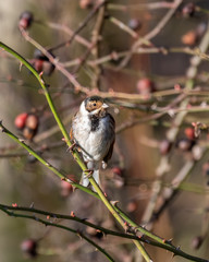 Reed Bunting Perched in a Tree