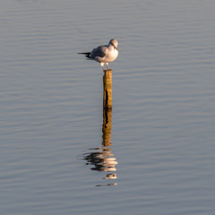 Black Headed gull Perched on a Pole in Water