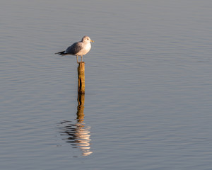 Black Headed gull Perched on a Pole in Water