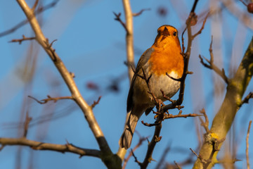 Red Robin Perched in a Tree