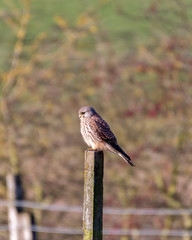 Male Kestrel Perched on a Fence Post