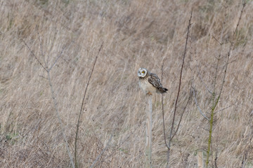 Short Eared Owl perched on a Wooden Pole