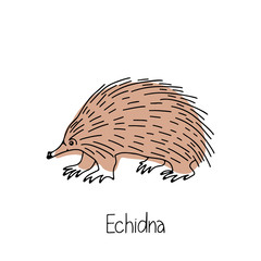 Hand drawn vector illustration animal of Australia echidna isolated on white background. Wild life and fauna. Best for children's books, cards, posters, sites, stickers, magazines, print, banner.