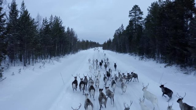 Aerial view of herd of reindeer, which ran on snow in Norway road