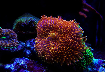Ricordea Yuma isolated coral on frag plug