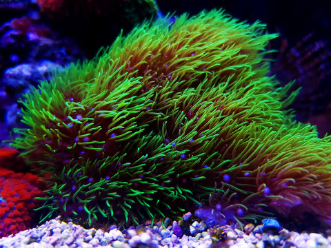 Green star polyp soft coral - briareum violaceum