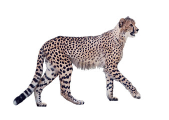 walking cheetah isolated on white