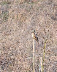 Short Eared Owl perched on a Wooden Pole