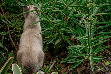 White Cat on Garden