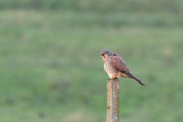 Male Kestrel Perched on a Fence Post