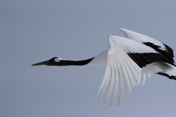 Beautiful Crane in Flight, Japanese Crane in Hokkaido, Japan　羽ばたく丹頂　北海道